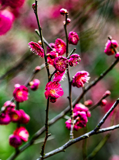 花卉  鲜花  梅花  怀化