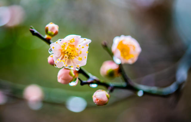 花卉  鲜花  梅花  怀化