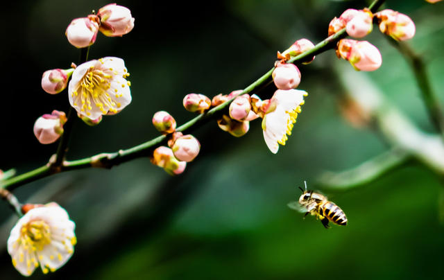 花卉  鲜花  梅花  怀化