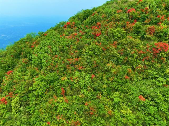 西晃山 杜鹃花开