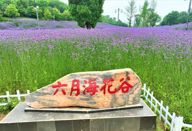 长河公园   柳叶马鞭草