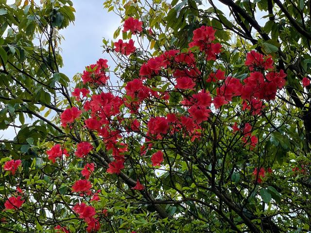 西晃山 杜鹃花开