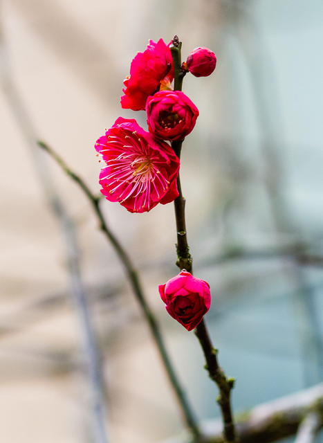 花卉  鲜花  梅花  怀化