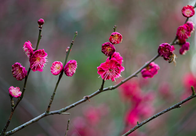 花卉  鲜花  梅花  怀化
