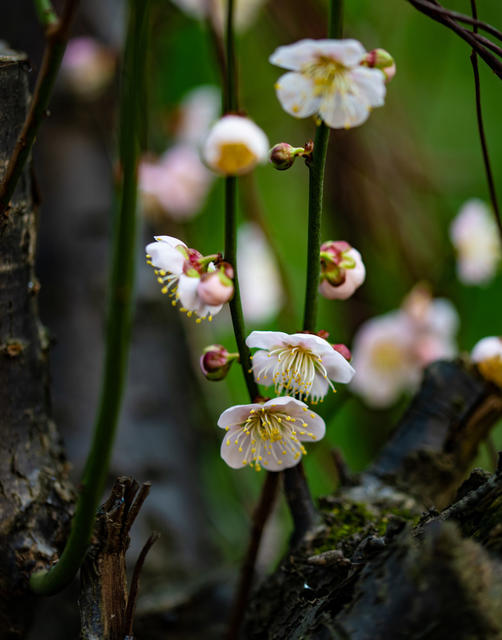 花卉  鲜花  梅花  怀化