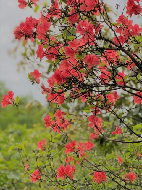 西晃山 杜鹃花开