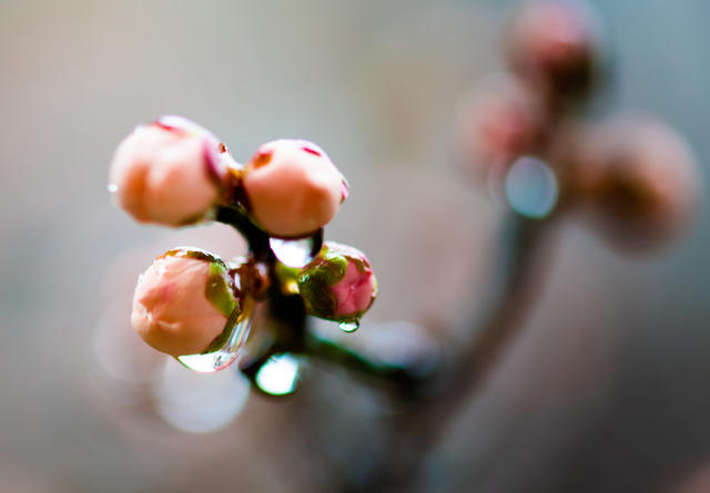 花卉  鲜花  梅花  怀化