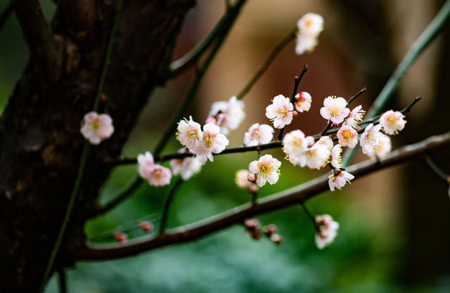 花卉  鲜花  梅花  怀化