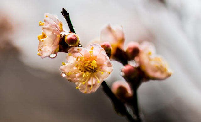 花卉  鲜花  梅花  怀化
