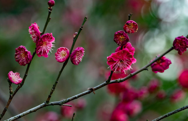 花卉  鲜花  梅花  怀化