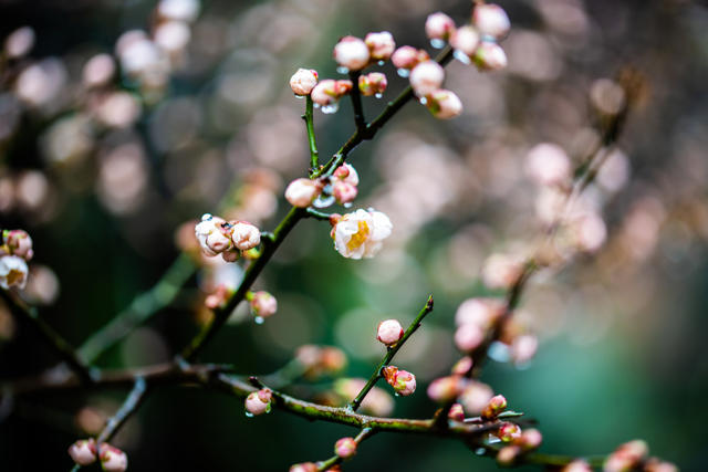 花卉  鲜花  梅花  怀化