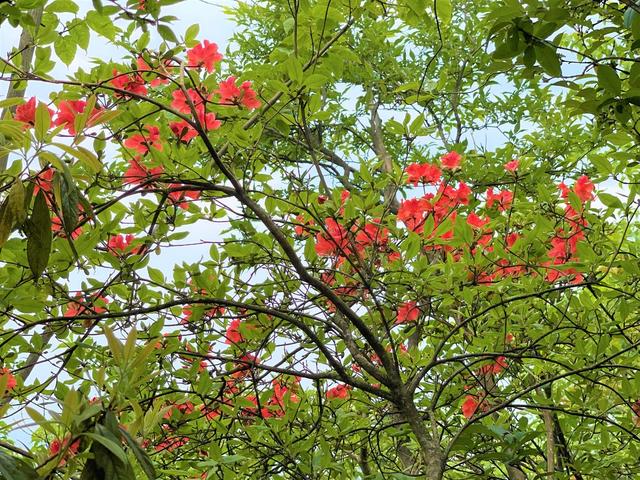 西晃山 杜鹃花开
