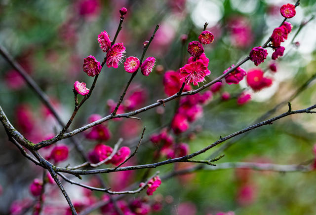 花卉  鲜花  梅花  怀化