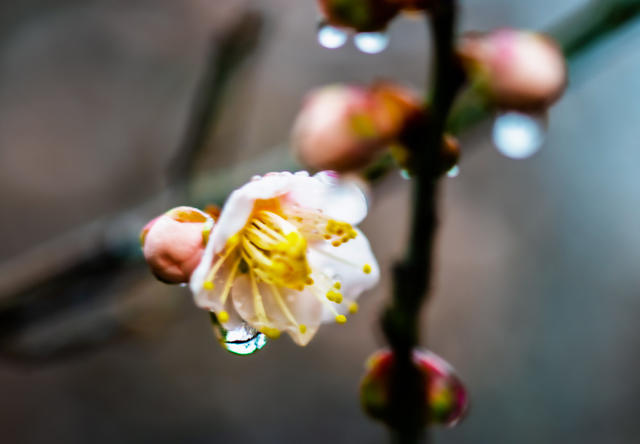 花卉  鲜花  梅花  怀化