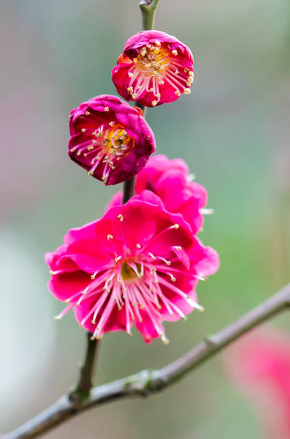 花卉  鲜花  梅花  怀化