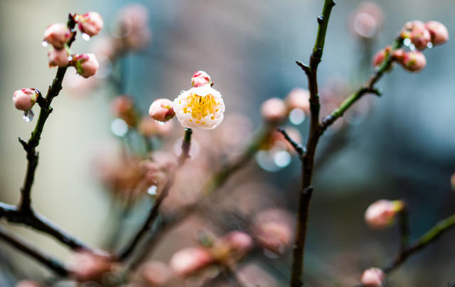花卉  鲜花  梅花  怀化