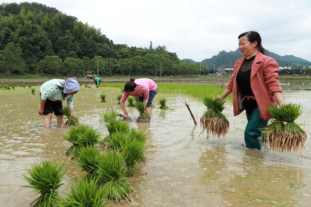 插秧 稻田 村民 引导 种植 粮食 丰收
