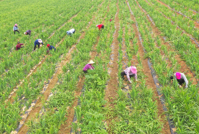 常德  澧县  三农  丘岗坡地  资源利用  种植中草药   家门口就业  增收致富