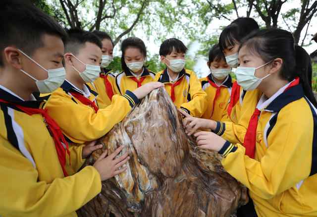 博物馆 奇石 环城南路小学