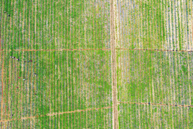  Utilization of Hilly Land Resources of Three Rural Areas in Li County, Changde County, employment and income increase at the gate of planting Chinese herbal medicine