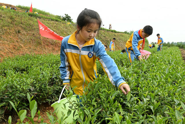 采茶 劳动  劳动课  户外  教育 学生  学校  茶园基地