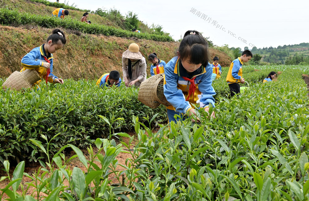 采茶 劳动  劳动课  户外  教育 学生  学校  茶园基地