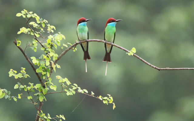 蜂虎 