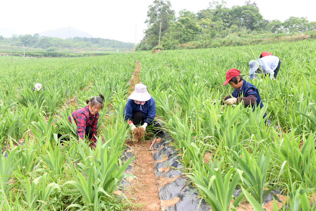 常德  澧县  三农  丘岗坡地  资源利用  种植中草药   家门口就业  增收致富