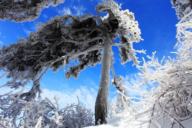 南岳衡山 衡山风光 冰雪 雾凇 雪景 雪松 古树 古松  念庵松  高台寺 上封寺 蓝天 白云 坚韧不拔 大雪压青松  天空 云彩 景点 户外 无人 安静 树木  