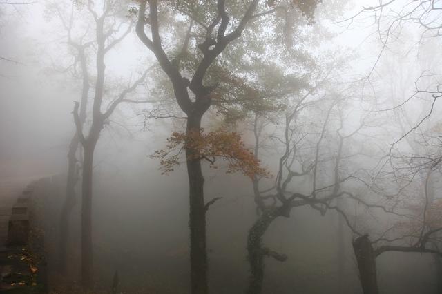 南岳衡山 衡山风光 福严寺 枫叶红了 银杏黄了 云雾 雾中风景 树木 寺庙  树林 森林  植被  佛教 户外 天空 景点 风景名胜 历史 安静   旅行 徒步  休闲