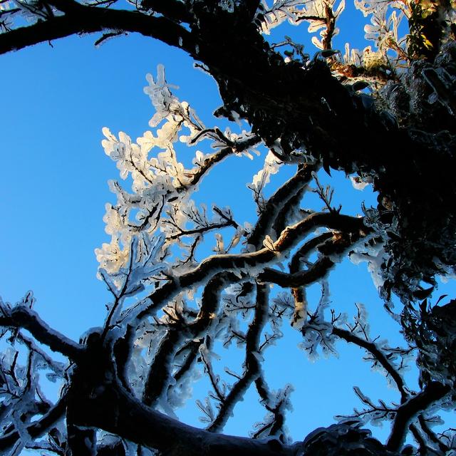 南岳衡山 衡山风光 雾凇 冰挂 冰花 冰晶 冰雪 古树 树枝  开花  蓝天 蓝色  天空 户外 自然 树林 森林  植被 冬季 寒冷 阳光  