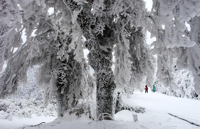 南岳衡山 衡山风光 藏经殿 雾凇 冰雪 雪景 冰挂 古树 森林 树林  冬季 寒冷  人物 寺庙  无碍林  植被 