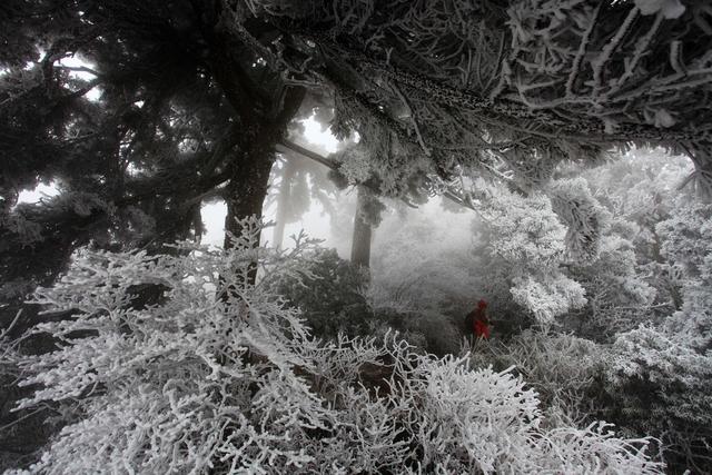 南岳衡山 衡山风光 冰雪 雾凇 雪景念庵松 高台寺 上封寺 古树古松  景点 植被 树木  森林  户外 白昼 安静 水墨画 人物 一个人