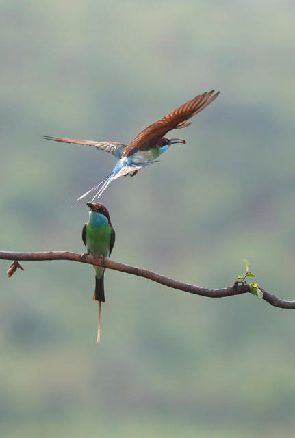 蓝喉蜂虎 生态 保护动物
