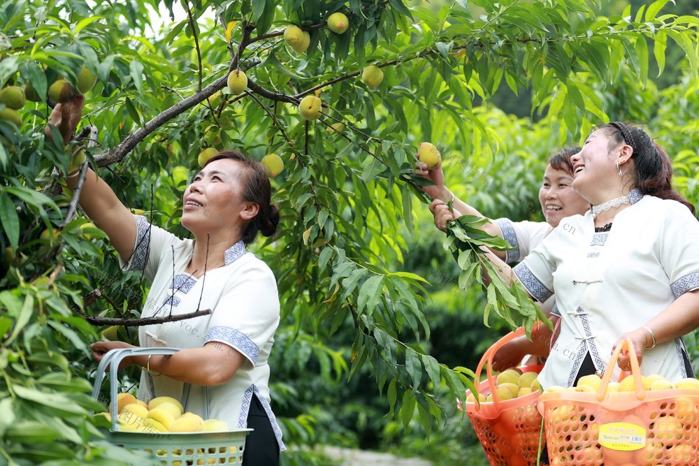 黄桃 种植 农业 特色 发展 一村一品 增收 乡村振兴