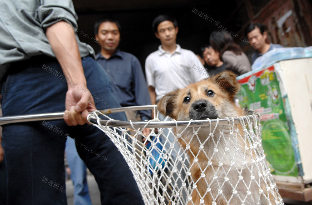 无证  养狗  宠物狗