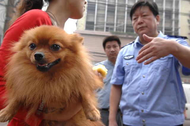 无证  养狗  宠物狗
