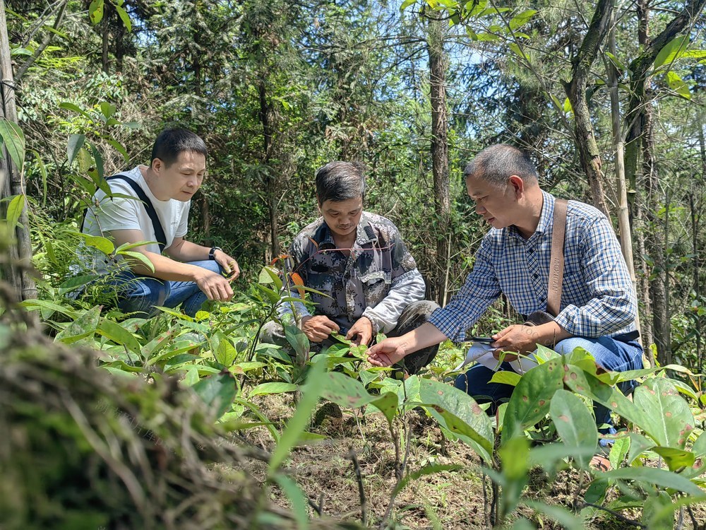 育苗 基地 技术 讲解 田间地头 增产增收