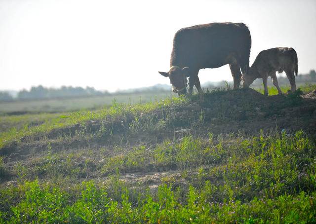 牛，动物，自然   动特与自然。