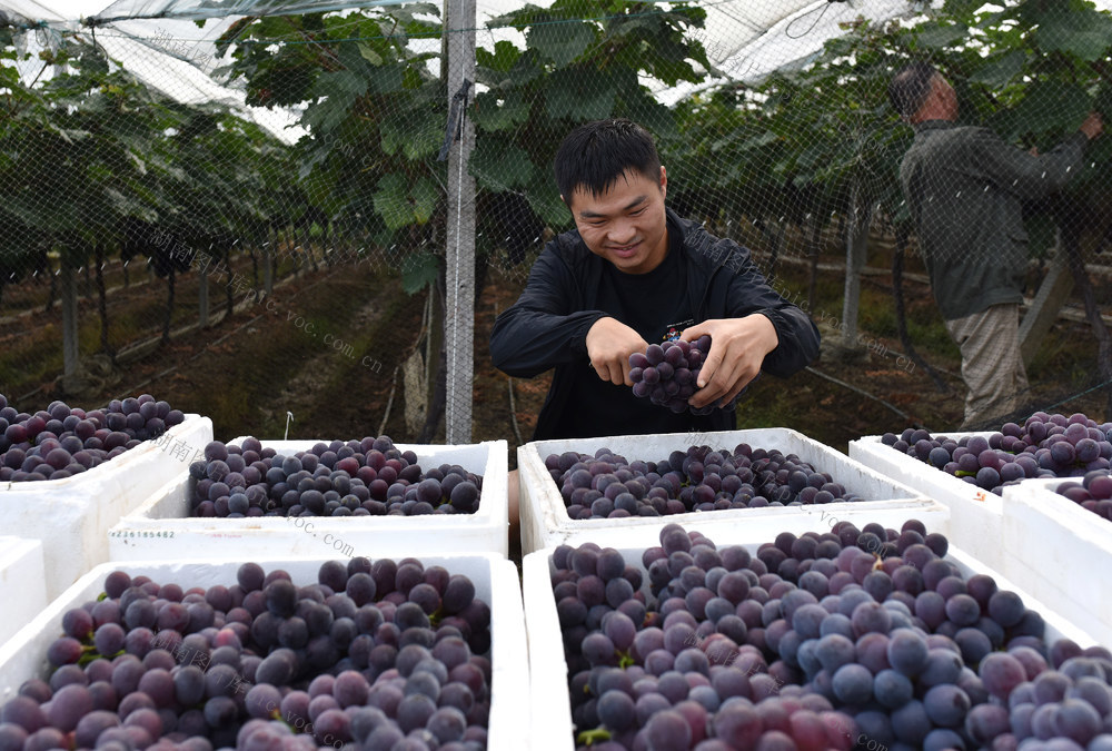湖南双峰  葡萄
产业发展  乡村振兴   农民增收   大棚经济   合作社  公司  示范基地