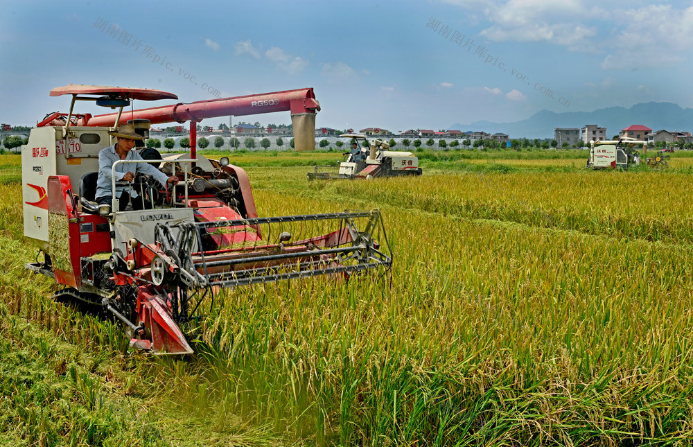 早稻收割  农机作业 田园 机械化作业  稻田 稻谷 水稻 收割机 农机
