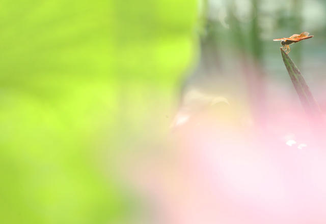 水濂洞  南岳 荷塘 蜜蜂 蜻蜓