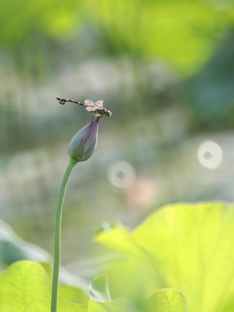 水濂洞  南岳 荷塘 蜜蜂 蜻蜓