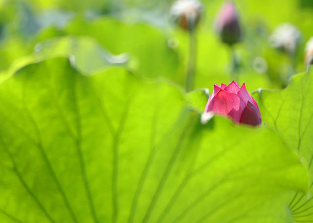 水濂洞  南岳 荷塘 蜜蜂 蜻蜓