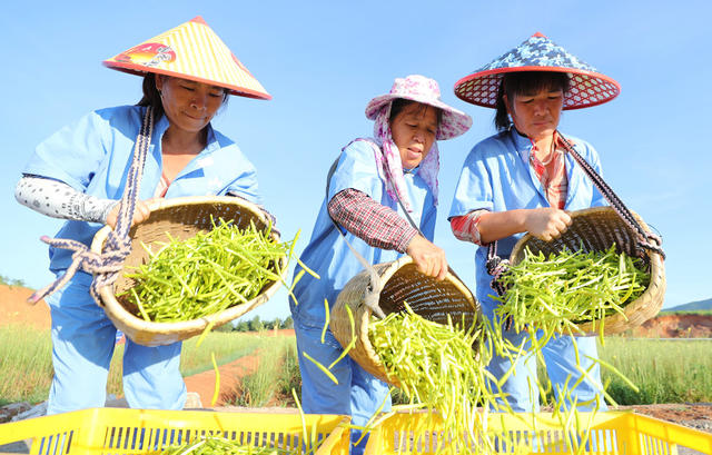 黄花菜 采摘 晾晒 加工 祁东 黄土铺