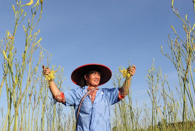 黄花菜 采摘 晾晒 加工 祁东 黄土铺