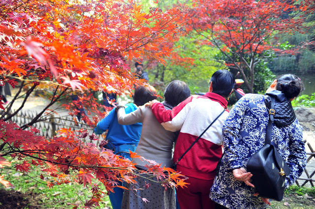 岳麓山  红枫  红叶