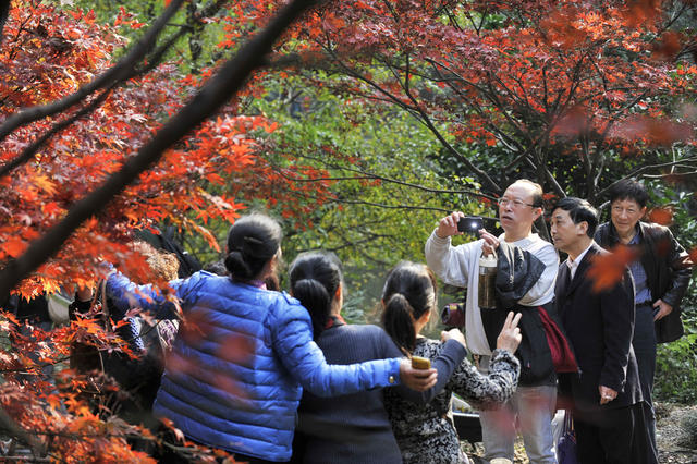 岳麓山  红枫  红叶