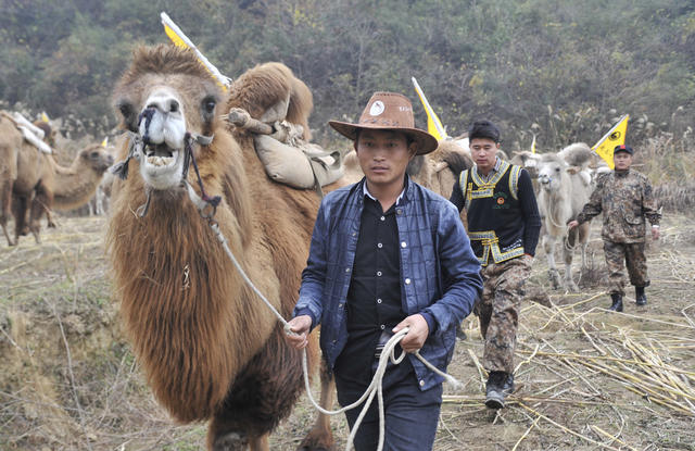重走茶叶之路   驼队 
  韶山   茶叶