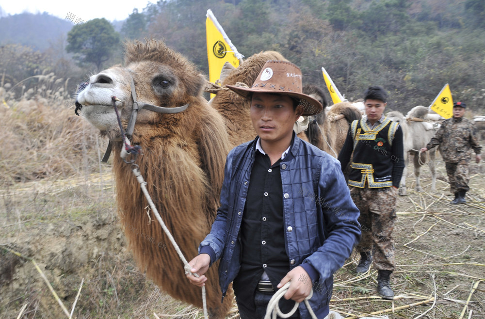 重走茶叶之路   驼队 
  韶山   茶叶